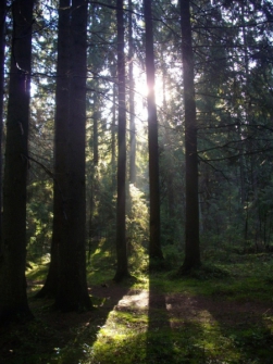 Токсовский лес
